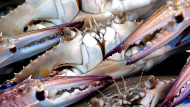 Fisho blue manna crabs fresh seafood products